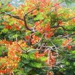 Arbre à fleurs oranges - MYANMAR