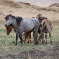 Chevaux sauvages - MONGOLIE