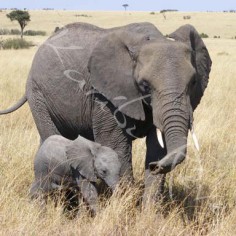 Eléphants du Parc Amboseli - KENYA