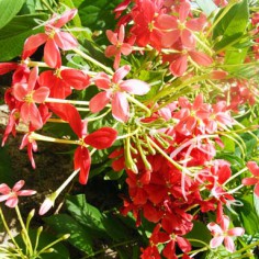 Fleurs rouges - Lamu - KENYA