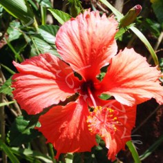 Hibiscus- POLYNESIE FRANCAISE